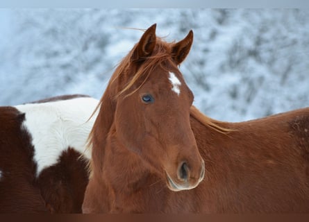 American Quarter Horse, Giumenta, 2 Anni, 150 cm, Sauro scuro