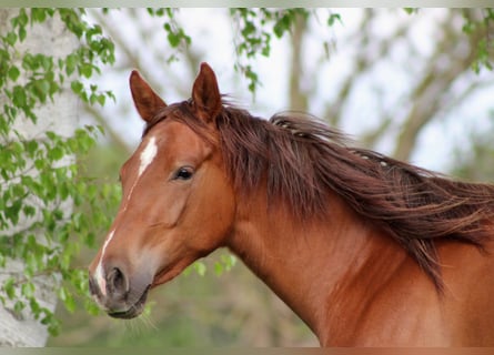 American Quarter Horse, Giumenta, 2 Anni, 150 cm, Sauro scuro