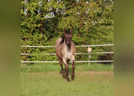 American Quarter Horse, Giumenta, 2 Anni, 153 cm, Roano blu