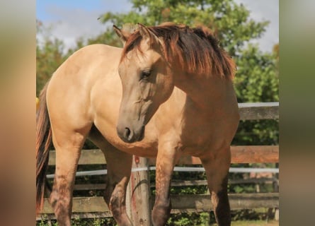 American Quarter Horse, Giumenta, 2 Anni, 154 cm, Pelle di daino