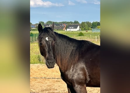 American Quarter Horse, Giumenta, 2 Anni, 155 cm, Morello