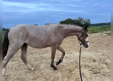 American Quarter Horse, Giumenta, 2 Anni, 155 cm, Roano rosso