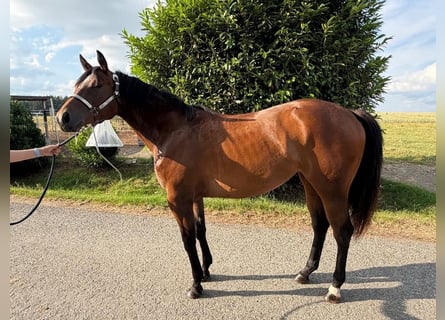 American Quarter Horse, Giumenta, 2 Anni, 158 cm, Baio