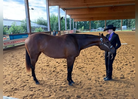 American Quarter Horse, Giumenta, 2 Anni, 160 cm, Baio