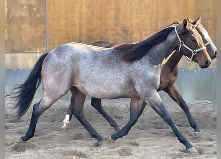 American Quarter Horse, Giumenta, 2 Anni, 160 cm, Baio roano