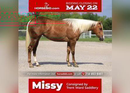 American Quarter Horse, Giumenta, 2 Anni, Palomino