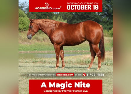 American Quarter Horse, Giumenta, 2 Anni, Sauro ciliegia