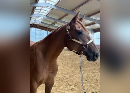 American Quarter Horse, Giumenta, 2 Anni, Sauro