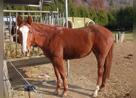 American Quarter Horse, Giumenta, 2 Anni, Sauro scuro