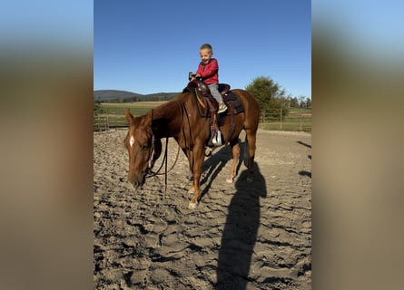 American Quarter Horse, Giumenta, 3 Anni, 137 cm, Sauro ciliegia