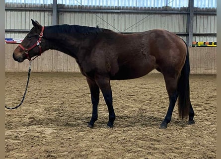 American Quarter Horse, Giumenta, 3 Anni, 140 cm, Baio