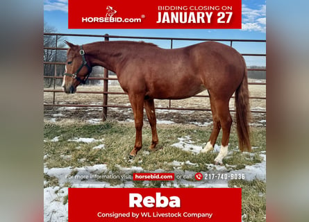 American Quarter Horse, Giumenta, 3 Anni, 140 cm, Sauro ciliegia