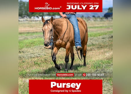 American Quarter Horse, Giumenta, 3 Anni, 142 cm, Pelle di daino