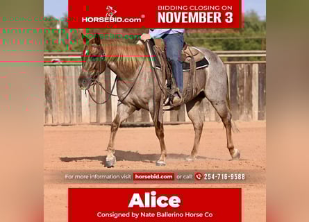 American Quarter Horse, Giumenta, 3 Anni, 145 cm, Roano rosso