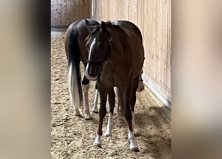 American Quarter Horse, Giumenta, 3 Anni, 146 cm, Sauro scuro