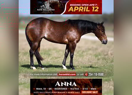 American Quarter Horse, Giumenta, 3 Anni, 147 cm, Baio ciliegia