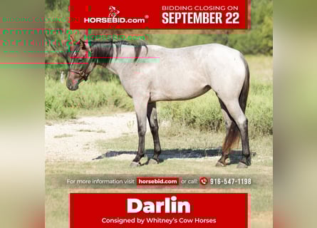 American Quarter Horse, Giumenta, 3 Anni, 147 cm, Baio roano