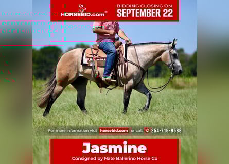 American Quarter Horse, Giumenta, 3 Anni, 147 cm, Grigio