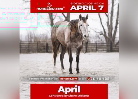 American Quarter Horse, Giumenta, 3 Anni, 147 cm, Grigio