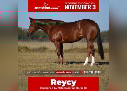 American Quarter Horse, Giumenta, 3 Anni, 147 cm, Sauro ciliegia