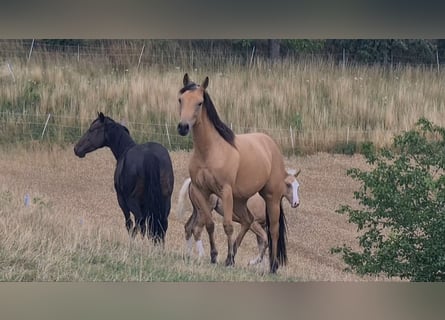 American Quarter Horse, Giumenta, 3 Anni, 149 cm, Pelle di daino