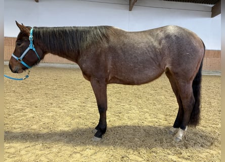 American Quarter Horse, Giumenta, 3 Anni, 150 cm, Baio roano