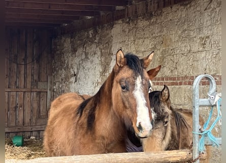 American Quarter Horse, Giumenta, 3 Anni, 150 cm, Falbo