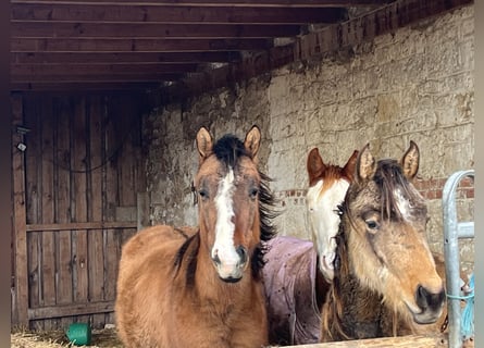 American Quarter Horse, Giumenta, 3 Anni, 150 cm, Grullo