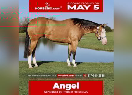 American Quarter Horse, Giumenta, 3 Anni, 150 cm, Pelle di daino