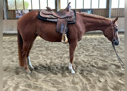 American Quarter Horse, Giumenta, 3 Anni, 150 cm, Sauro