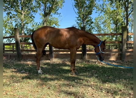 American Quarter Horse, Giumenta, 3 Anni, 150 cm, Sauro