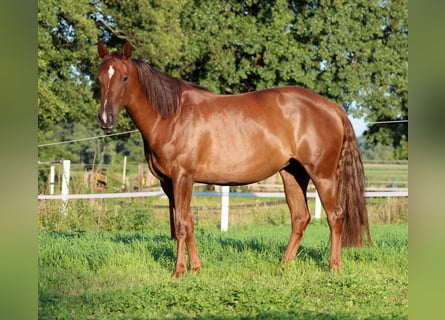 American Quarter Horse, Giumenta, 3 Anni, 150 cm, Sauro scuro