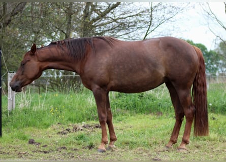 American Quarter Horse, Giumenta, 3 Anni, 151 cm, Sauro scuro