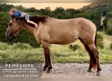 American Quarter Horse, Giumenta, 3 Anni, 152 cm, Falbo