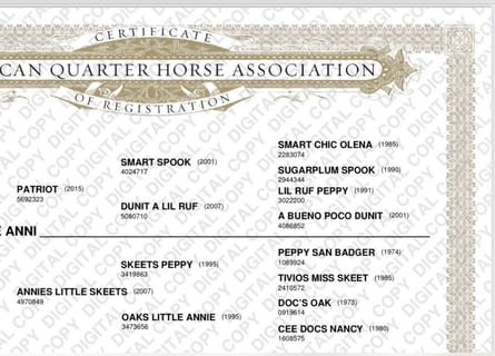 American Quarter Horse, Giumenta, 3 Anni, 152 cm, Sauro