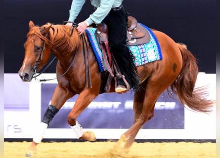American Quarter Horse, Giumenta, 3 Anni, 152 cm, Sauro