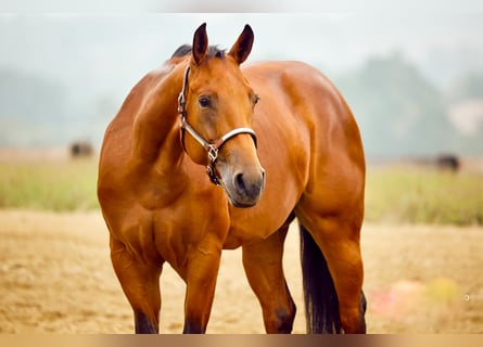 American Quarter Horse, Giumenta, 3 Anni, 153 cm, Baio