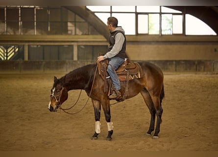 American Quarter Horse, Giumenta, 3 Anni, 153 cm, Baio scuro