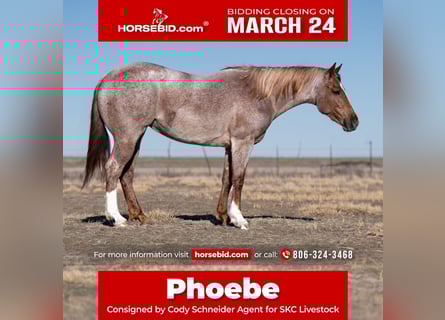 American Quarter Horse, Giumenta, 3 Anni, 157 cm, Roano rosso