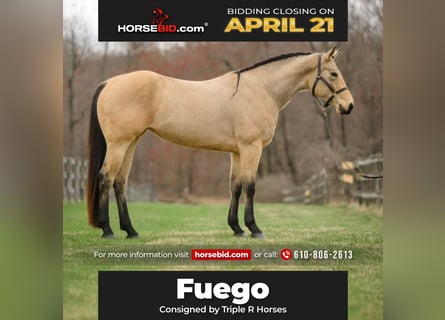 American Quarter Horse, Giumenta, 3 Anni, 163 cm, Pelle di daino
