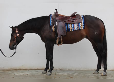 American Quarter Horse, Giumenta, 3 Anni, Morello