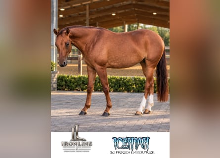 American Quarter Horse, Giumenta, 3 Anni, Red dun