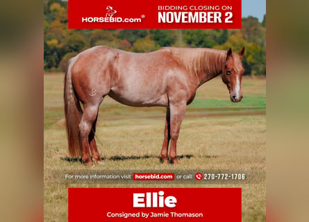 American Quarter Horse, Giumenta, 3 Anni, Roano rosso
