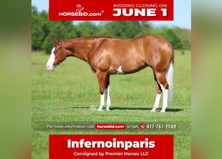 American Quarter Horse, Giumenta, 3 Anni, Sauro ciliegia