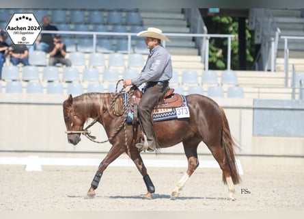 American Quarter Horse, Giumenta, 4 Anni, 145 cm, Sauro scuro