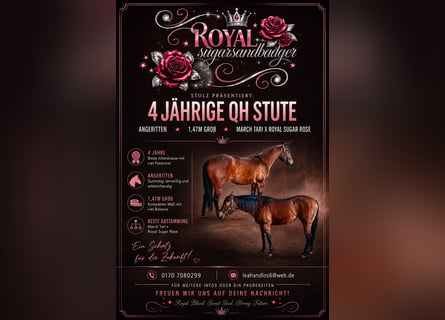 American Quarter Horse, Giumenta, 4 Anni, 147 cm, Baio
