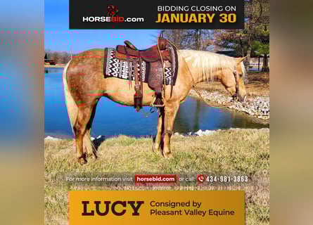 American Quarter Horse, Giumenta, 4 Anni, 147 cm, Palomino
