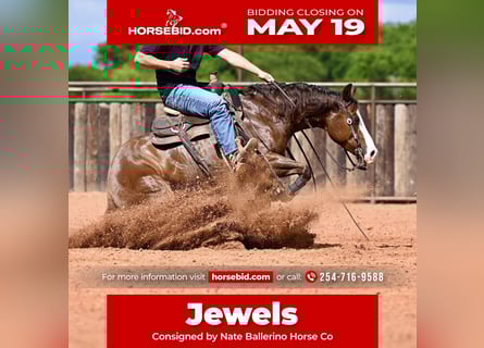 American Quarter Horse, Giumenta, 4 Anni, 147 cm, Sauro ciliegia
