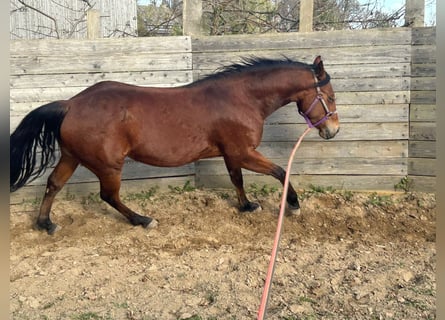 American Quarter Horse, Giumenta, 4 Anni, 148 cm, Baio