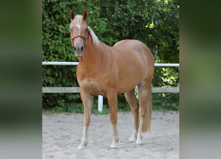 American Quarter Horse, Giumenta, 4 Anni, 148 cm, Sauro